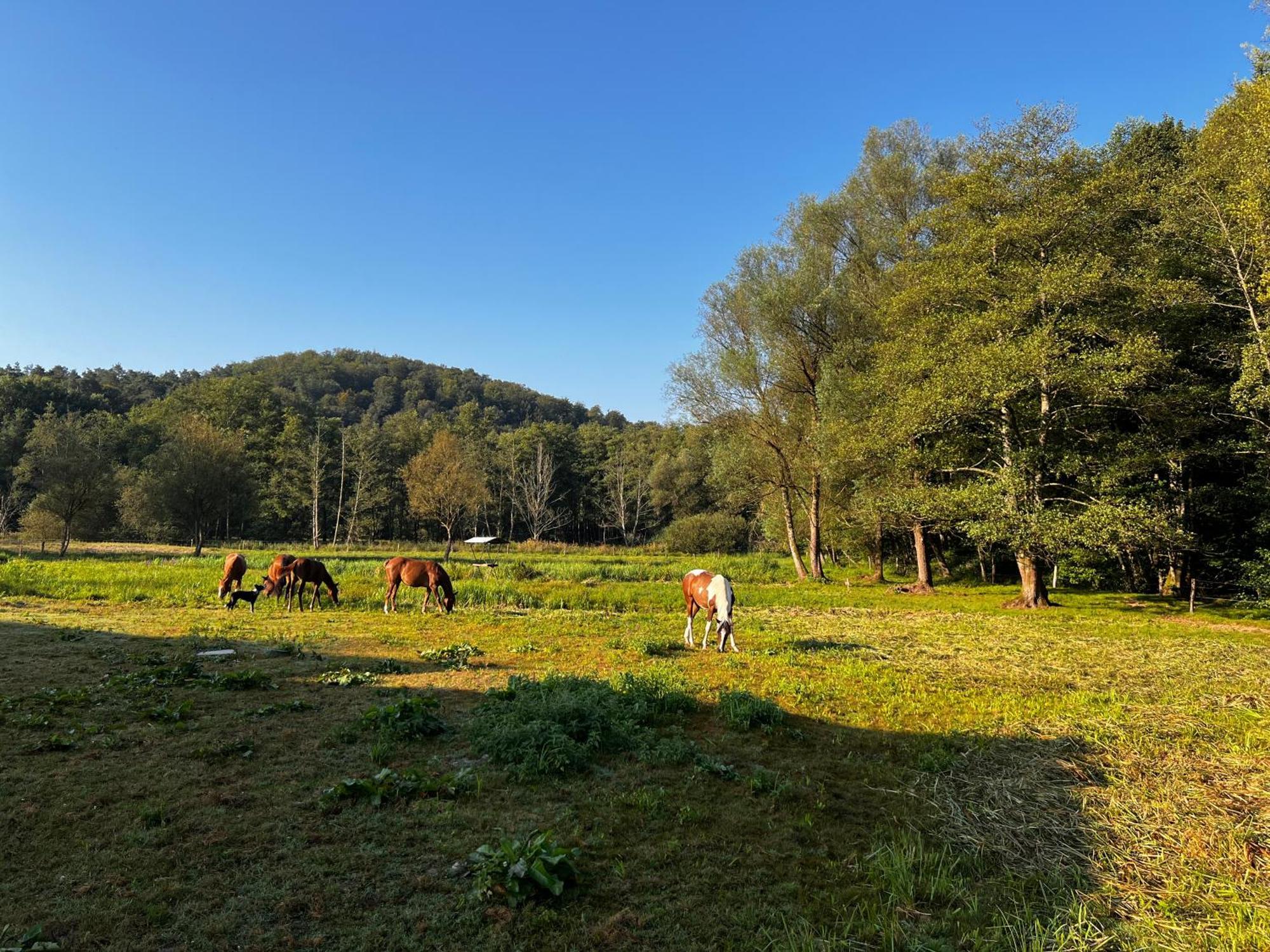 Maison D'Hotes En Pleine Nature Avec Chevaux Soucht Exterior photo